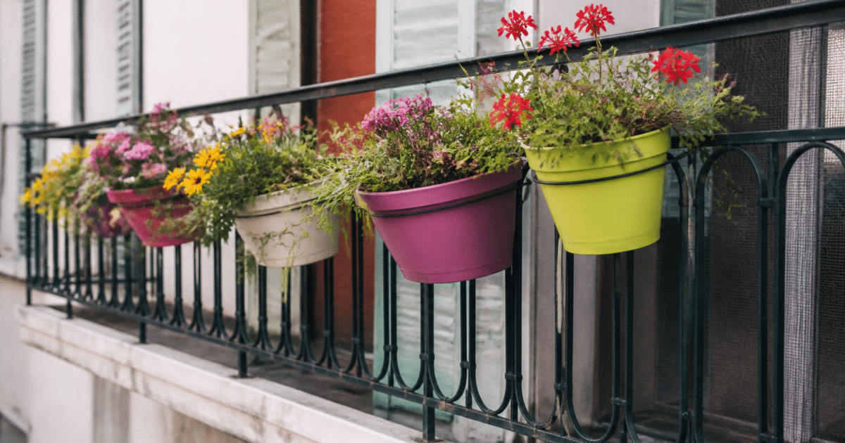 Plantes colorees en pots alignes sur rampe balcon