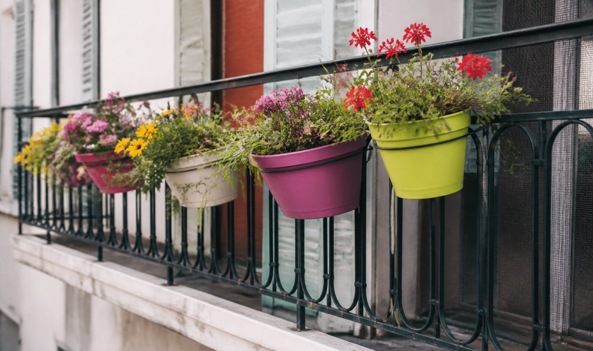 Plantes colorees en pots alignes sur rampe balcon