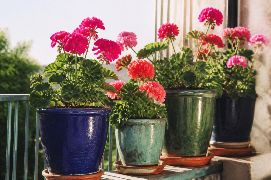 Potees colorees sur balcon ensoleille avec geraniums robustes