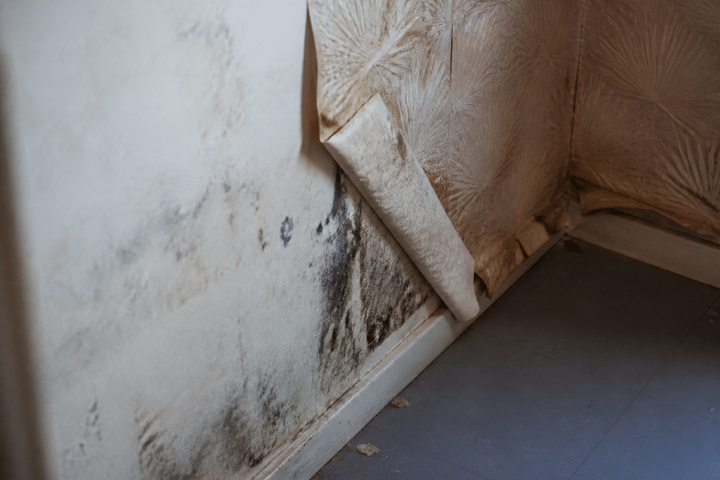 Mur humide avec moisissures et papier peint déchiré