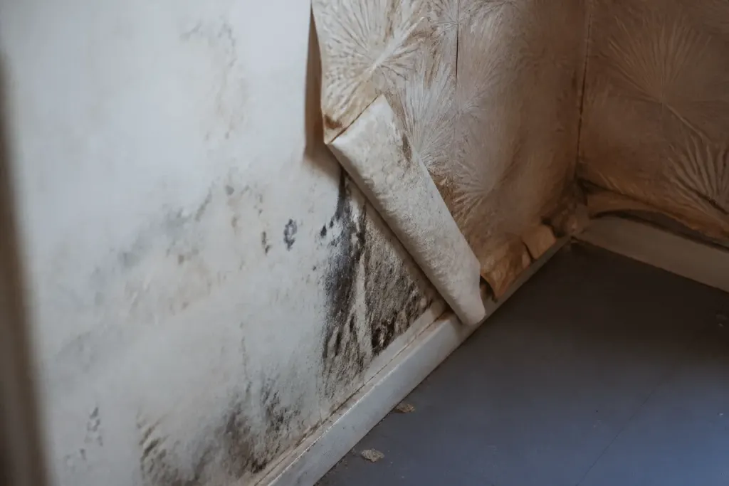 Mur humide avec moisissures et papier peint déchiré