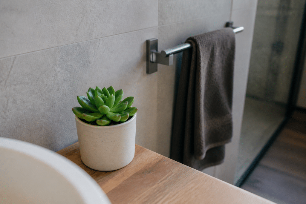 Plante succulente verte près porte-serviettes mural discret
