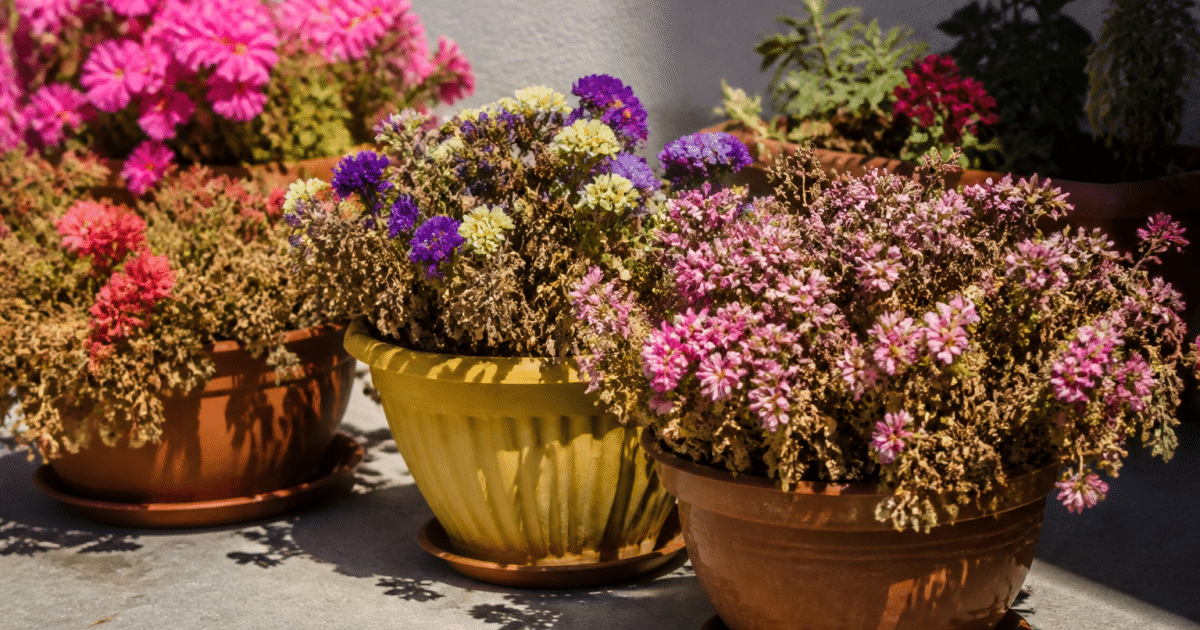 Pot de fleurs colorées exposé plein soleil sur balcon sans arrosage