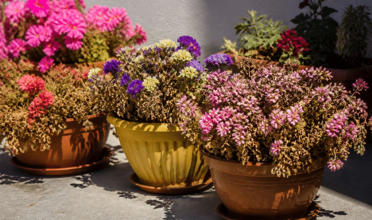 Pot de fleurs colorées exposé plein soleil sur balcon sans arrosage