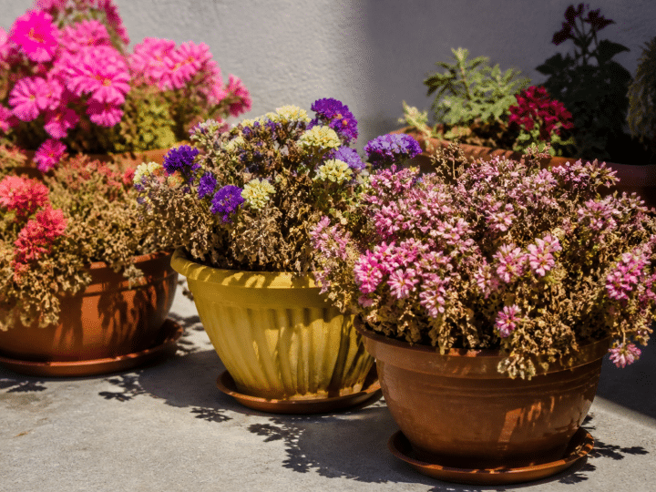 Pot de fleurs colorées exposé plein soleil sur balcon sans arrosage