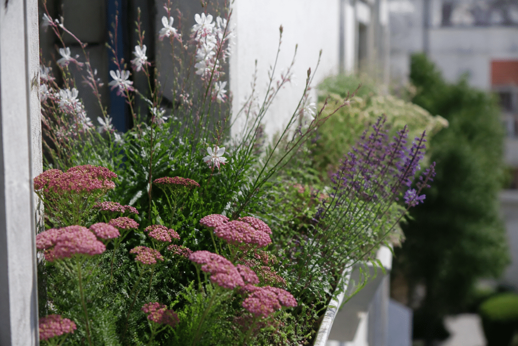 Balcon avec gaura, achillee et sauge en floraison estivale